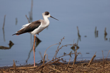 Stelzenläufer / Black-winged stilt / Himantopus himantopus
