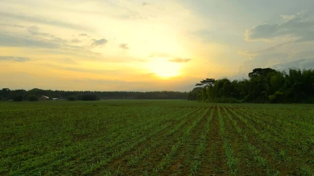 Aerial Hyperlapse of Sugar Cane Crops in Valle del Cauca Colombia. Pull Back