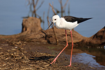 Stelzenläufer / Black-winged stilt / Himantopus himantopus