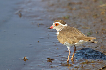 Dreibandregenpfeifer / Three-banded plover or Three-banded sandplover / Charadrius tricollaris