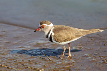 Dreibandregenpfeifer / Three-banded plover or Three-banded sandplover / Charadrius tricollaris