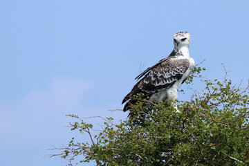 Kampfadler / Martial eagle / Polemaetus bellicosus.