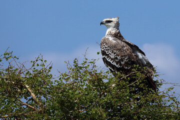 Kampfadler / Martial eagle / Polemaetus bellicosus.