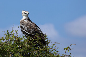 Kampfadler / Martial eagle / Polemaetus bellicosus.