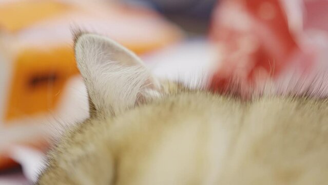 A cat sleeping soundly on the floor in the living room, focus and bokeh on the ears and fur