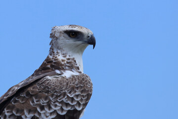 Kampfadler / Martial eagle / Polemaetus bellicosus.