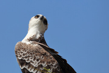 Kampfadler / Martial eagle / Polemaetus bellicosus.