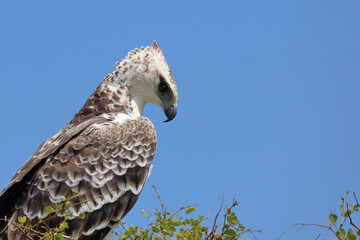 Kampfadler / Martial eagle / Polemaetus bellicosus.