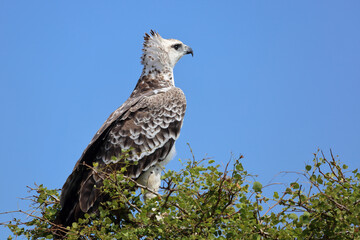 Kampfadler / Martial eagle / Polemaetus bellicosus.