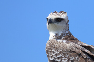 Kampfadler / Martial eagle / Polemaetus bellicosus.