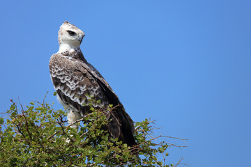 Kampfadler / Martial eagle / Polemaetus bellicosus.