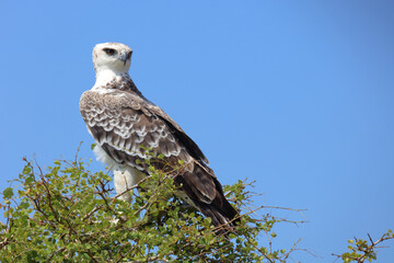 Kampfadler / Martial eagle / Polemaetus bellicosus.