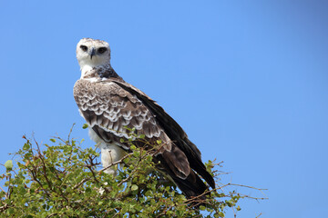 Kampfadler / Martial eagle / Polemaetus bellicosus.