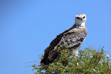 Kampfadler / Martial eagle / Polemaetus bellicosus.