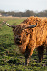 scottish highland cow
