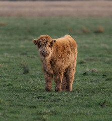 Scottish highland cow baby