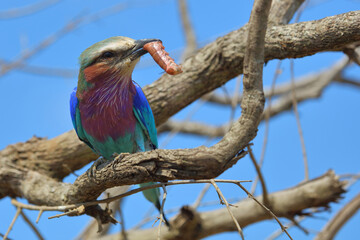 Gabelracke / Lilac-breasted roller / Coracias caudata..