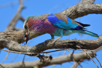 Gabelracke / Lilac-breasted roller / Coracias caudata..