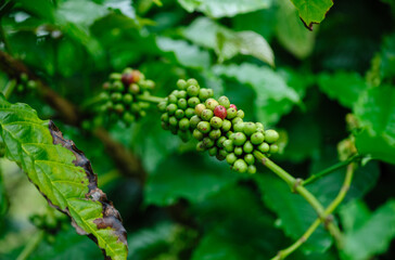 Coffee beans grow on tree
