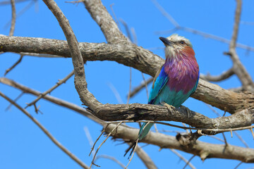 Gabelracke / Lilac-breasted roller / Coracias caudata