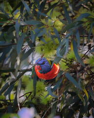 Rainbow Lorikeet
