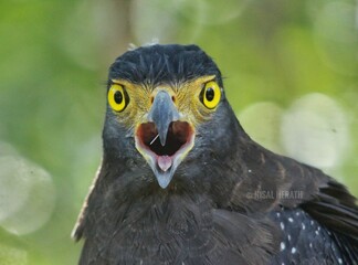 Crested hawk eagle 