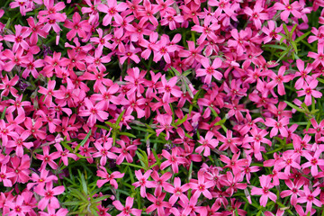 Fototapeta premium 芝桜