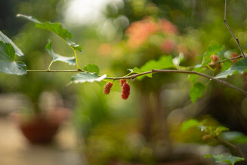 Closeup Bunch of Vibrant Red Immature Mulberry Fruits on the Tree with Blurry Woman Picking Fruits in Background,the strawberry italian soda in the glass and decorate with mint,Fresh unripe red mulber