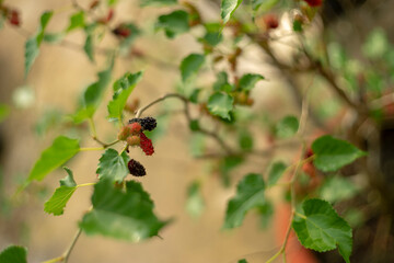 Closeup Bunch of Vibrant Red Immature Mulberry Fruits on the Tree with Blurry Woman Picking Fruits in Background,the strawberry italian soda in the glass and decorate with mint,Fresh unripe red mulber