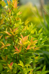 Fototapeta premium The dense foliage makes the mystery in the wild forests. The green leaves have dew drops on their stems, the sunlight sparkles behind the leaves