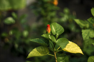 Crimson-red flowers of sleeping hibiscus or malvaviscus penduliflorus. mazapan, firecracker...