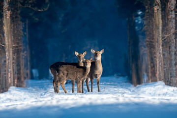 Three roe deers in the winter forest. Animal in natural habitat