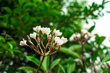 Cropped hand holding plumeria,Close-up of flowers blooming,Close-up of plumeria on white...