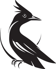 black and white bird