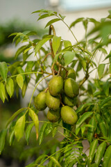 Tree of the species Spondias dulcis,Mombins Tree Fruit of the Genus Spondias ,Ambarella is lined with green and brown hues,English Plum Plant of the species Spondias dulcis with selective focus