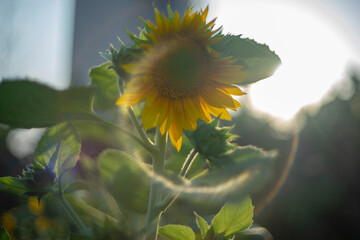 Sunflowers are yellow, the petals are large, the pistils are round and yellow. 
Close-up of...