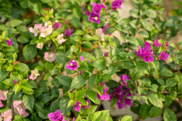 Close-up of pink bougainvillea flower, Close-up of yellow flowering plant,Closeup Group of Yellow Bougainvillea Flowers Isolated on Background,