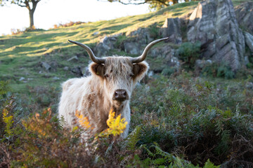 highland cattle 