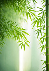 Fototapeta na wymiar bamboo background with bamboo