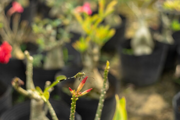 Pink plumerias blooming on sunny day,Close-up of wet yellow plumeria flower,Close-up of yellow flowering plant,Plumeria flowers, close-up of pink flowering plant against sky,Plumeria on stone seat