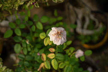 The rose in the morning sun in the beautiful garden,Valentines day card with rose flowers,Beautiful roses shimmering in the morning sun