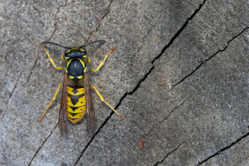close up of a wasp 