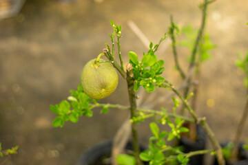 ,pomelo is a natural, non-hybrid, citrus fruit originating from Southeast Asia,Similar in flavor to sweet pomelo, pomelo is commonly consumed and used for festive occasions throughout Southeast Asia.