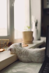 cat on laptop