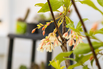 Elaeocarpus grandiflorus Sm. flowers blooming in a garden. 