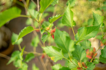 Closeup Bunch of Vibrant Red Immature Mulberry Fruits on the Tree with Blurry Woman Picking Fruits in Background,the strawberry italian soda in the glass and decorate with mint
