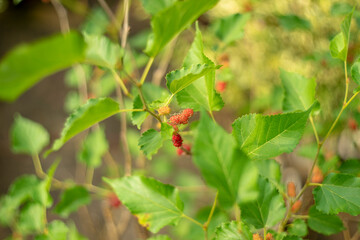 Closeup Bunch of Vibrant Red Immature Mulberry Fruits on the Tree with Blurry Woman Picking Fruits in Background,the strawberry italian soda in the glass and decorate with mint
