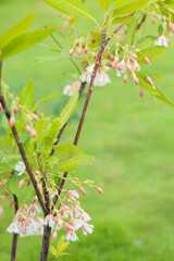 Elaeocarpus grandiflorus Sm. flowers blooming in a garden. 