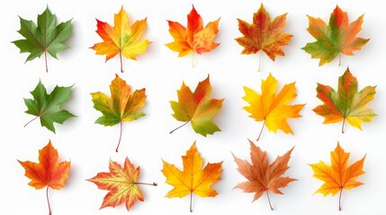Collection autumn maple leaves isolated on white background.