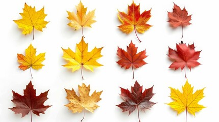 Fototapeta premium Collection autumn maple leaves isolated on white background.